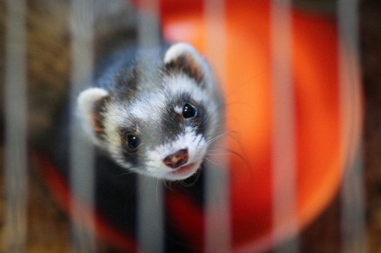 Bien organiser la cage de son furet | filalapat
